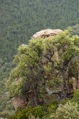 Quercus suber / Chêne liège