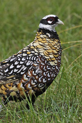 Syrmaticus reevesii / Faisan vénéré