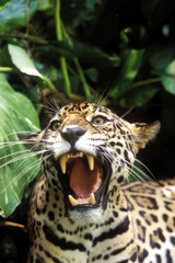 Panthera onca / Jaguar