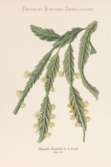 Rhipsalis Regnellii / Lepismium houlletianum 