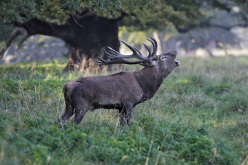 Cervus elaphus / Cerf élaphe