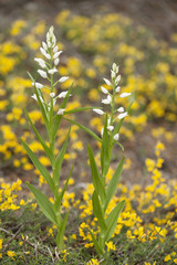 Cephalanthera longifolia / Céphalanthère
