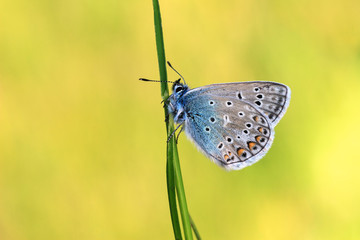 Schmetterling vor gelben natürlichen Hintergrund an einem Grashalm