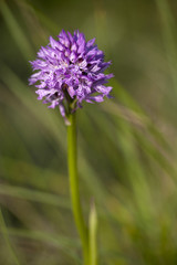 Neotinea tridentata / Orchis à trois dents