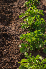 potato bushes. Field