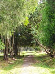 walkway under the tree in the forest