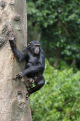 Pan troglodidytes / Chimpanzé