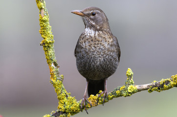 Female of Common blackbird. Turdus merula
