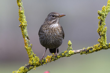 Female of Common blackbird. Turdus merula
