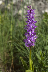 Orchis mascula / orchis mâle