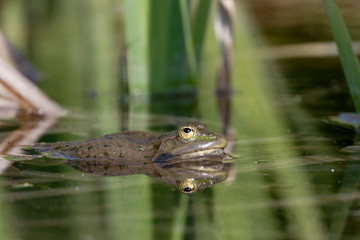 Rana esculenta / Grenouille verte