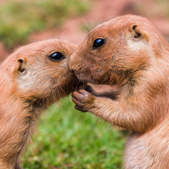 Pair of prairie marmots