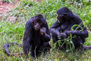 Colombian Spider Monkeys eating