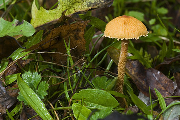 Cystoderma amianthinum / Cystoderme amiantacé