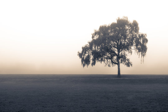 Fototapeta Isolated tree in a park under heavy fog