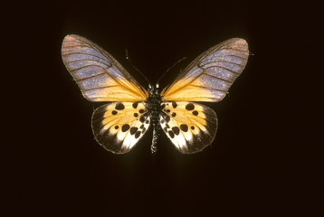 Acraea silia