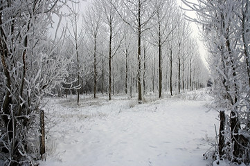 Arbre couvert de neige
