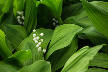 muguet