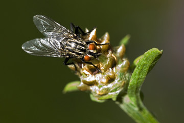 Sarcophaga carnaria / Mouche à damiers