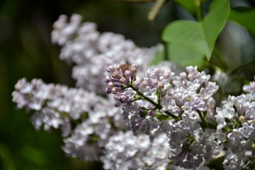 Details from lilac flowers and leaves