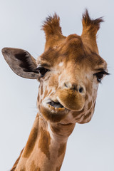 West African giraffe chewing