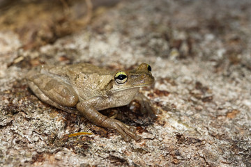 Hypsiboas alboguttata / Rainette