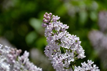 Details from lilac flowers and leaves