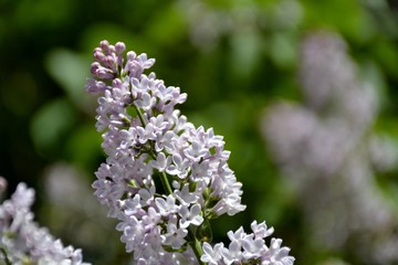 Obraz premium Details from lilac flowers and leaves