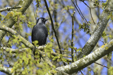 Corvus monedula / Choucas des tours
