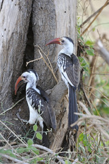 Tockus erythrorhynchus / Petit calao à bec rouge