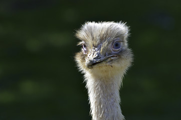 Rhea americana / Nandou blanc / Nandou d'Amérique