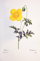 Papaver cambricum / Pavot jaune