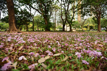 pink flowers fall on the green grass floor
