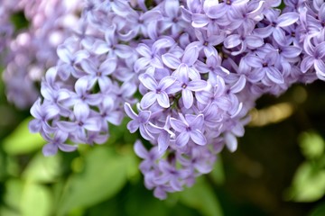 Details from lilac flowers and leaves