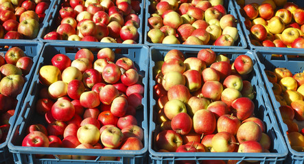 Frische Äpfel  in Kisten auf einem Marktstand