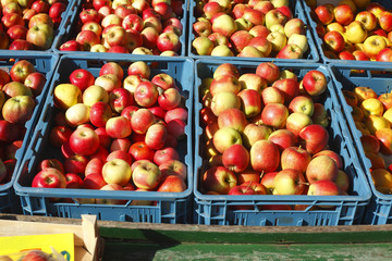 Frische Äpfel  in Kisten auf einem Marktstand