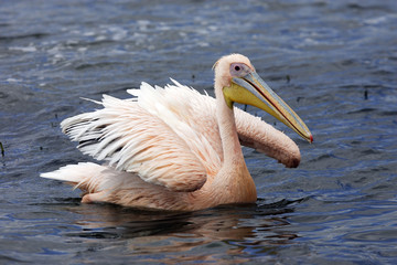 Pelecanus onocrotalus / Pélican blanc