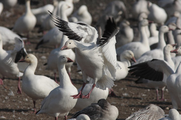 Anser caerulescens / Oie des neiges