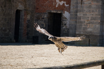 Grand-duc de Verreaux en plein vol