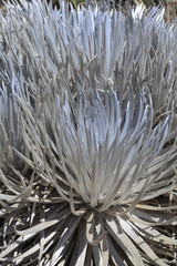 Argyroxiphium sandwicense subsp. sandwicense / Sabre d'argent