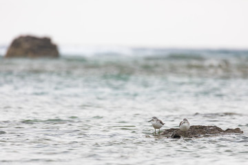 海辺の風景とシギ