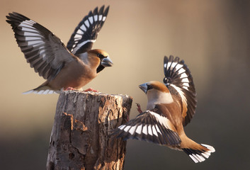 Coccothraustes coccothraustes / Grosbec casse noyaux