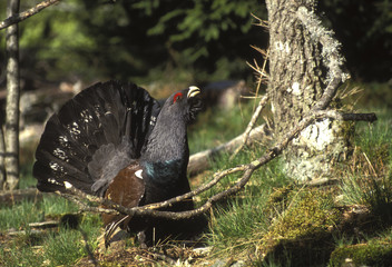 Tetrao urogallus / Grand tétras