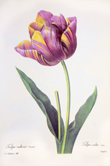 Illustration botanique /  Redouté / Tulipa x / Tulipe