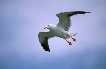 Larus fuscus / Goéland brun
