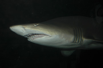 Carcharodon carcharias / Requin blanc