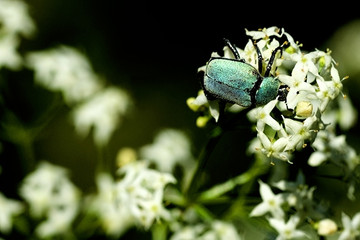 Hoplia argentea / Hoplie argentée