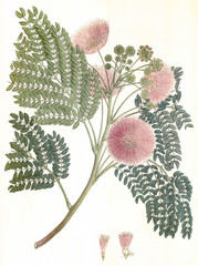 Illustration botanique / Albizia julibrissin / Arbe de soie - 136665432