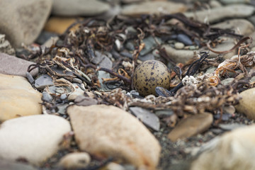 The eggs of the arctic tern on stone