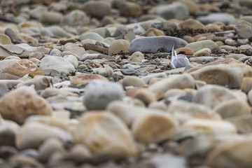 Arctic Tern standing near her nest protecting her egg from preda